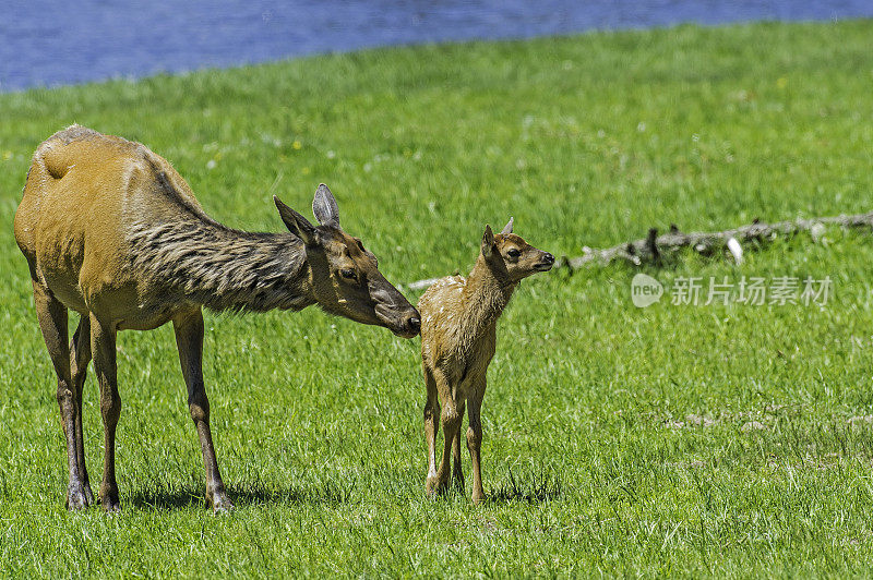 麋鹿(Cervus canadensis)是麋鹿科或鹿科最大的物种之一。黄石国家公园，怀俄明州。麋鹿妈妈和小鹿宝宝。